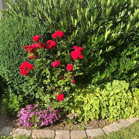 Bed & Breakfast Elena Malmo